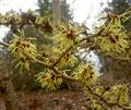 Hamamelis Virginiana